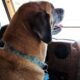 Traveling With Pets In An RV