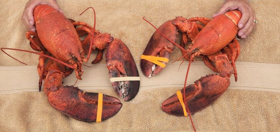 Eating Lobster at the Hermon, Maine campground Pumpkin Patch