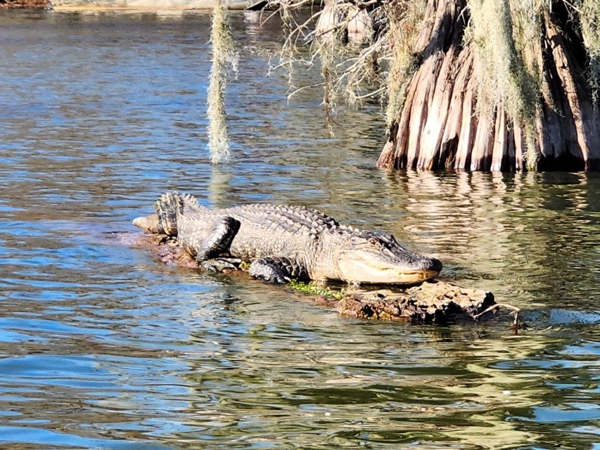 The Cajun Country Swamp Tour was a very fun tour that we would recommend! We saw lots of alligators, birds and turtles.